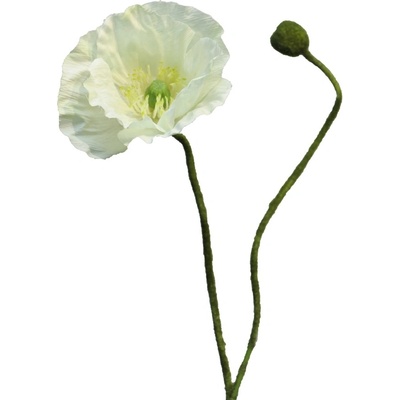 mák papaver Rhoeas krémová 60cm