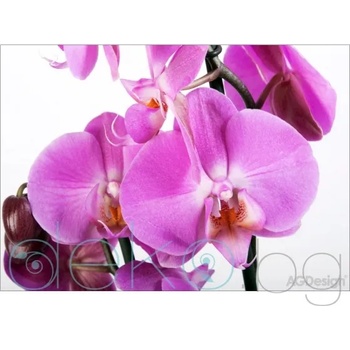 Фототапет Орхидея - 360x254см (15102-0049)