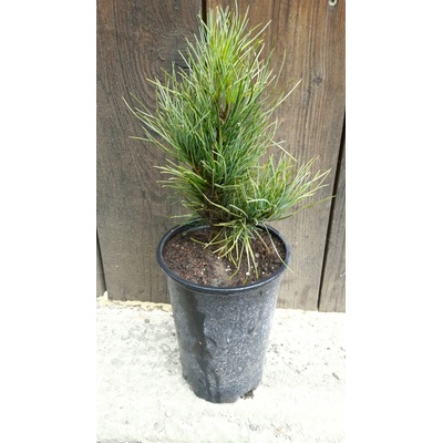 Borovica sibírska/ Sibírsky céder (Pinus sibirica) veľkosť 15-20cm