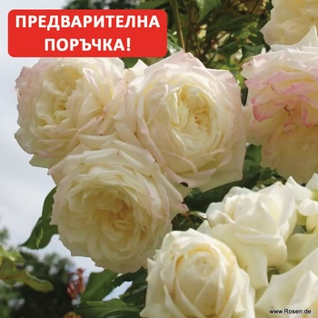 Катерлива Роза Alaska® / Future® - (Kordes®)