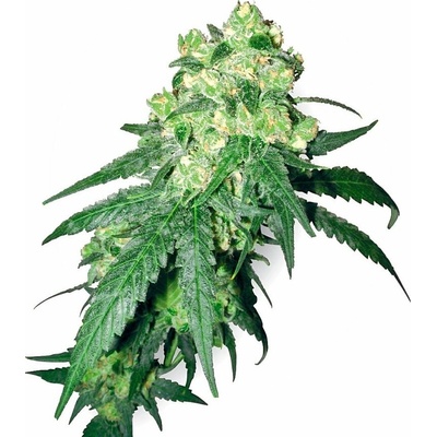 White Label Rhino regular semena neobsahují THC 10 ks