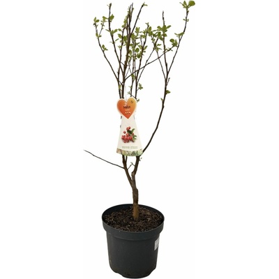 Okrasná jabloň Everest, výška 80-100 cm, kvetináč 26 cm