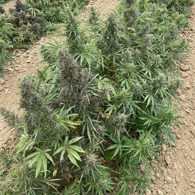 Trilogene Seeds Sour Krout Auto semienka neobsahujú THC 5 ks