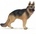 Papo German Shepherd