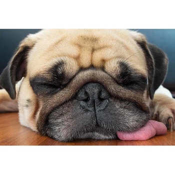 Ceduľa Pug