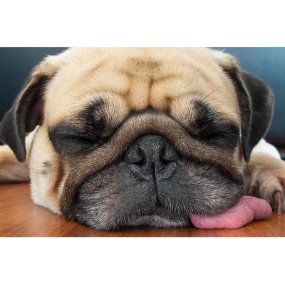 Ceduľa Pug