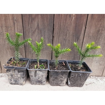 Araukária andská (Araucaria araucana) veľkosť 10-15cm