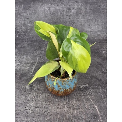 Philodendron Scandens Brasil mini
