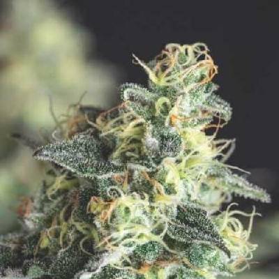 Pyramid Seeds Lemon Larry OG semena neobsahují THC 3 ks