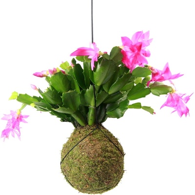 Gardners Kokedama Schlumbergera (M) Vánoční kaktus 1 ks