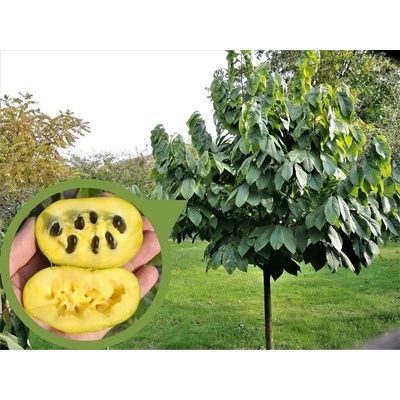 Ásimina trojlaločná, výška 30-40 cm, kvetináč 9 l