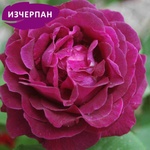 Francois Lacharme Катерлива Роза Souvenir du Docteur Jamain®