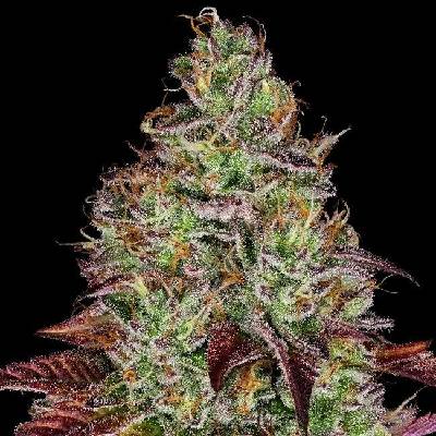 Sensi Seeds Tezla OG Research semena neobsahují THC 3 ks