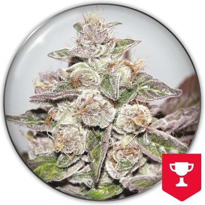 Medical Seeds Co. Mendocino x Purple Kush semienka neobsahujú THC 3 ks