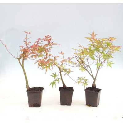 e-bonsai Venkovní bonsai -Javor dlanitolistý - Acer palmatum Beni Tsukasa v kontejneru