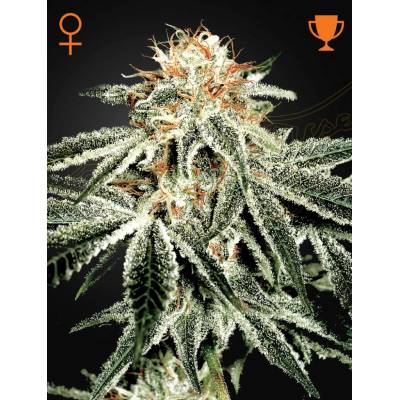Green House Seeds White Widow semena neobsahují THC 5 ks