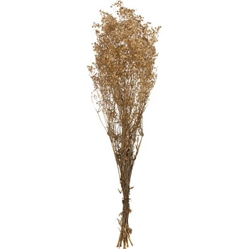 Gypsophila