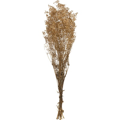 Gypsophila