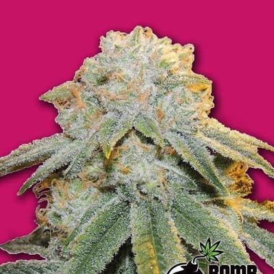 Bomb Seeds Bubble Bomb Senena neobsahují THC 10 ks