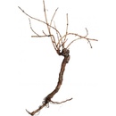 Vinná réva,cca. 1,5m