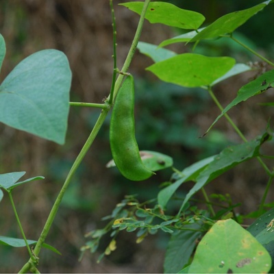 BIO hrach siaty Karina - Pisum sativum - bio semená hrachu - 75 ks