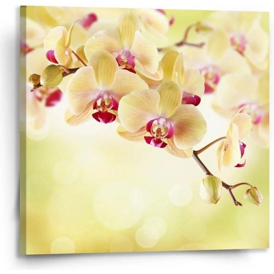 Sablio Obraz Orchidej 2 - 110x110 cm