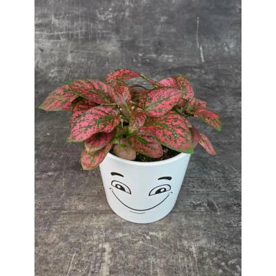 Hypoestes červený 8,5 cm