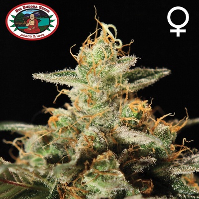 Big Buddha Seeds Kush Mintz semienka neobsahujú THC 5 ks