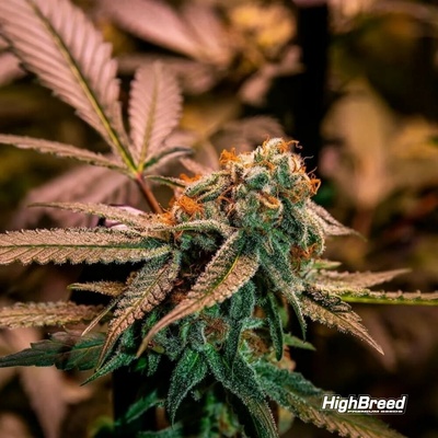 Highbreed Seeds Gary Rainbow Road semienka neobsahujú THC 12 ks