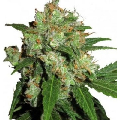 Phoenix Seeds UK Cheesy Express AUTO semena neobsahují THC 5 ks