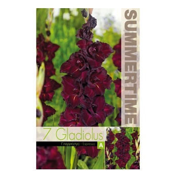 Seklos Гладиоли Espresso Gladiolus L - 7 бр луковици