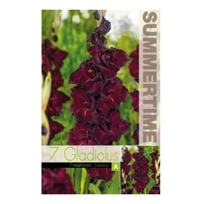 Seklos Гладиоли Espresso Gladiolus L - 7 бр луковици