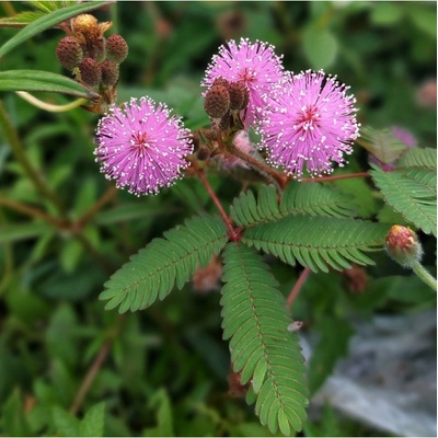 Citlivka stydlivá - Mimóza - Mimosa pudica - osivo citlivky - 5 ks