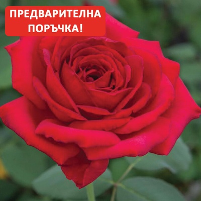 Meilland® Роза Jubile Papa Meilland®