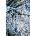 Marciano by Guess Пола Marciano by Guess ALANIS (5YGD22.7298A)