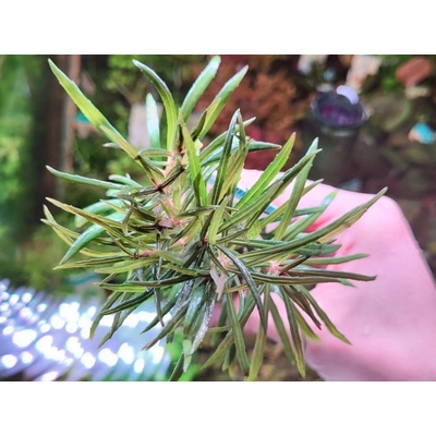 Pogostemon stellatus Strong