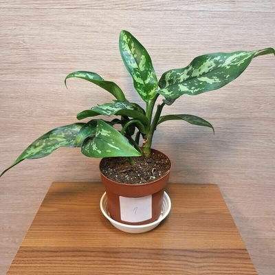Aglaonema Maria č1