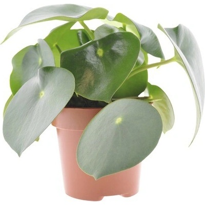 Pepřinec, pepřinec trpasličí FloraSelf Peperomia polybotrya 'Raindrop' 20-30 cm květináč Ø 12 cm