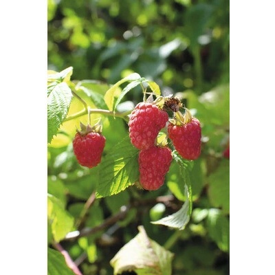 Malina letná BIO FloraSelf Bio Rubus idaeus 'Tulameen' kvetináč 2 l