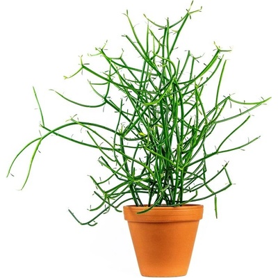 Gardners Euphorbia tirucalli, průměr 12 cm Pryšec