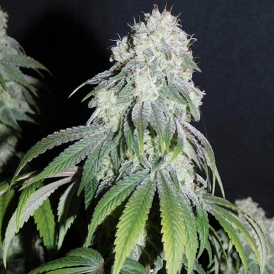 B-S-B Genetics Critical + Auto semienka neobsahujú THC 1 ks