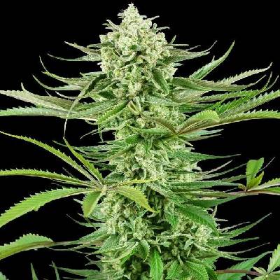Sensi Seeds Cashew Kush Research semena neobsahují THC 3 ks