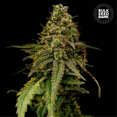 Bulk Seed Bank AUTO Coffe Rocket semena neobsahují THC 10 ks