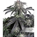 Dutch Passion Bubba Island Kush semena neobsahují THC 10 ks