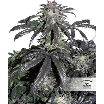 Dutch Passion Bubba Island Kush semena neobsahují THC 10 ks