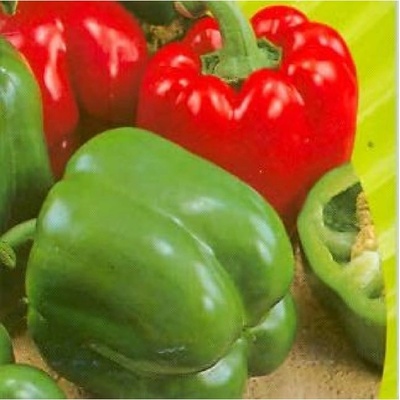 Paprika Yolo Wonder - Capsicum annuum - semená papriky - 8 ks