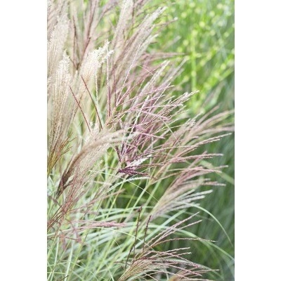 Ozdobnice čínská FloraSelf Miscanthus sinensis 'Kleine Silberspinne' 20-100 cm květináč 5 l