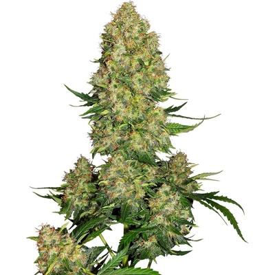 Sensi Seeds Skunk 1matic semena neobsahují THC 3 ks