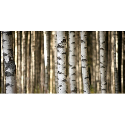 Foto-obraz fotografie na skle brezy 100x50 cm