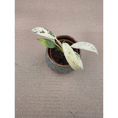 Rhapidophora Puberula MINI